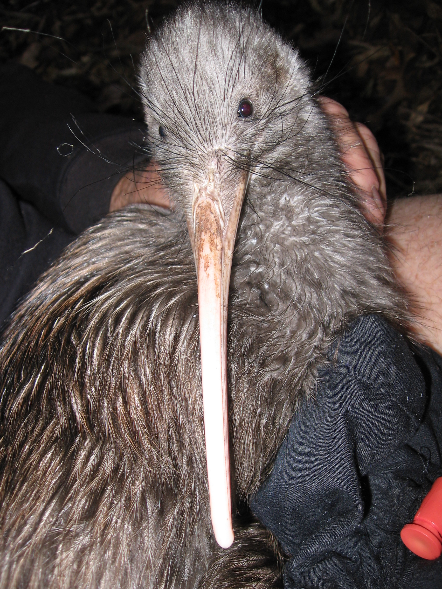 Graham one of MRHLG's Kiwis