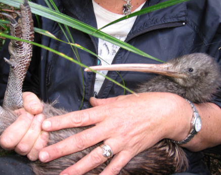 Kiwi bird held for medical check